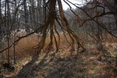 17_DSC00833